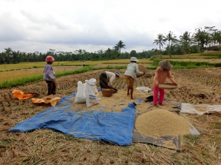ubud (48)